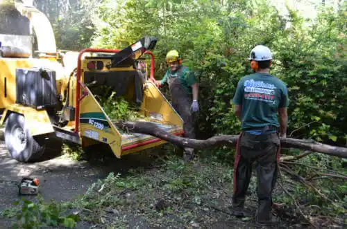 tree services Dakota Ridge